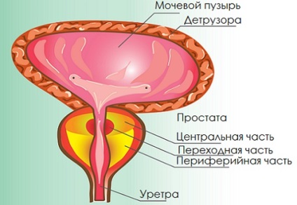 De ce este o focalizare atribuită prostatitei și ce trebuie să fii frică