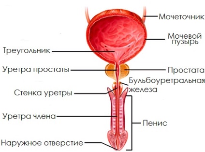 De ce este o focalizare atribuită prostatitei și ce trebuie să fii frică