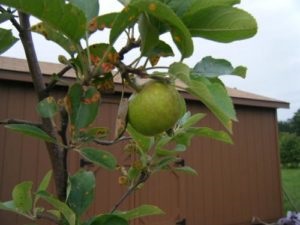 Защо листата на ябълка ръжда казаха агрономи, където има петна от ръжда