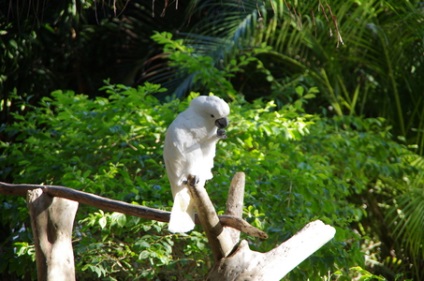 Excursie la parcul explorer al delfinilor