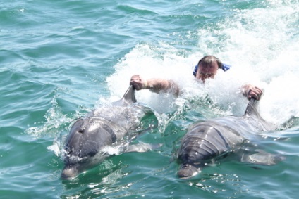 Excursie la parcul explorer al delfinilor