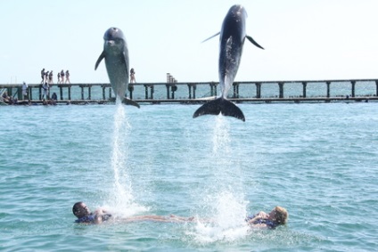 Excursie la parcul explorer al delfinilor