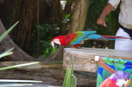 Excursie la parcul explorer al delfinilor