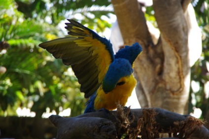 Excursie la parcul explorer al delfinilor