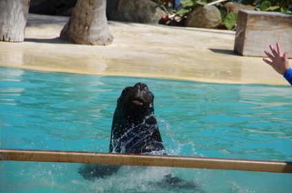 Excursie la parcul explorer al delfinilor