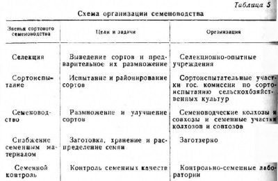 Indicatori de calitate a boabelor de semințe - totul despre tehnologia produselor de panificație