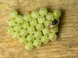 Useful prădători de insecte