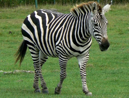 Stripes pe corpul unei zebre