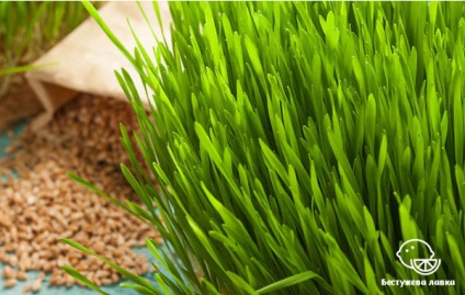 Beneficiile și răul de germeni de grâu pentru om