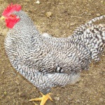 Chicken Adler argintiu