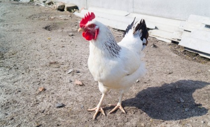 Adler csirke ezüstös leírása, ismertetők, videók, fotó