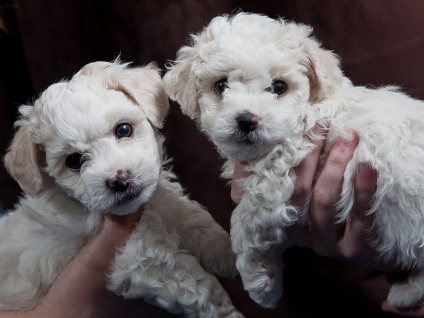 Rasa câinilor Bichon Frise (30 de fotografii), fapte interesante, locuri unice, fotografii frumoase și uimitoare