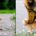 Rasa câinilor Bichon Frise (30 de fotografii), fapte interesante, locuri unice, fotografii frumoase și uimitoare