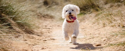 Rasa câinilor Bichon Frise (30 de fotografii), fapte interesante, locuri unice, fotografii frumoase și uimitoare