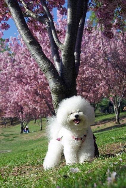 Rasa câinilor Bichon Frise (30 de fotografii), fapte interesante, locuri unice, fotografii frumoase și uimitoare