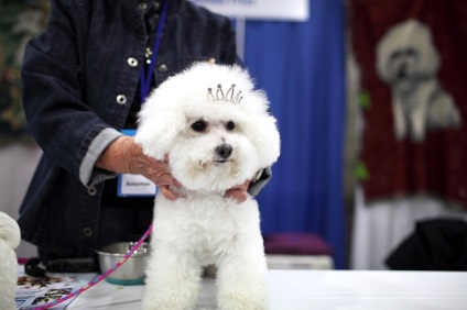 Rasa câinilor Bichon Frise (30 de fotografii), fapte interesante, locuri unice, fotografii frumoase și uimitoare