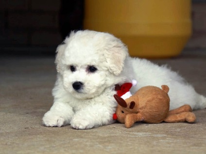 Rasa câinilor Bichon Frise (30 de fotografii), fapte interesante, locuri unice, fotografii frumoase și uimitoare