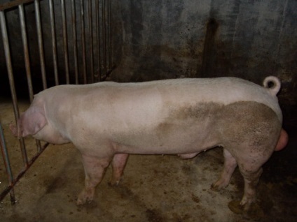 Rasă de porci Landrace descriere, caracteristică, fotografie