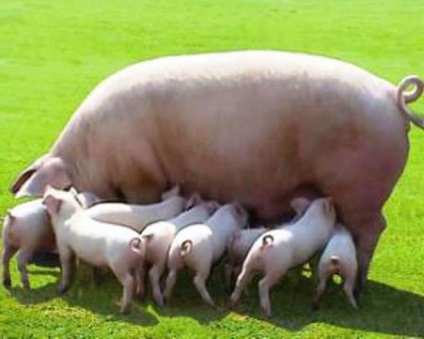 Rasă de porci Landrace descriere, caracteristică, fotografie