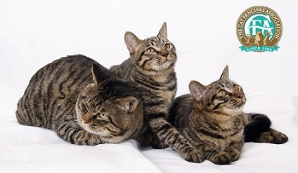 Rase de pisici sunt cucul chinezesc - rase de pisici