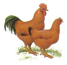 Specii de pui de găină în caracterizarea, descrierea și fotografia Uralilor