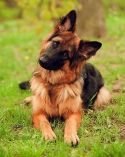 Rase de câine pentru copii Afla care este câinele potrivit pentru copilul tău