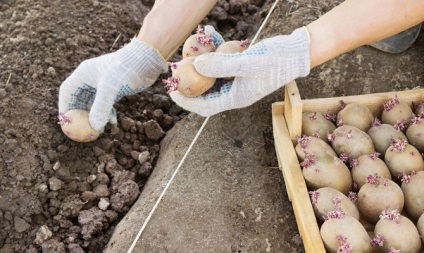 Plantarea cartofilor în iulie - tehnologie agricolă și recoltare video