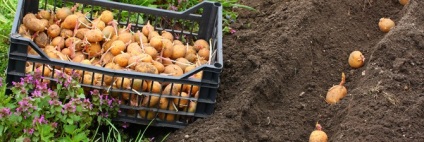 Plantarea cartofilor în iulie - tehnologie agricolă și recoltare video