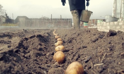 Plantarea cartofilor în iulie - tehnologie agricolă și recoltare video