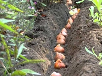 A tulipánok tavaszi ültetése a földön - lépésről lépésre, videofelvétel