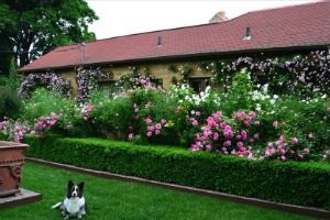 Plantarea gardurilor vii în dacha cu mâinile lor (fotografie)