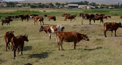 Există posibilitatea exportului de lână de oaie în Azerbaidjan