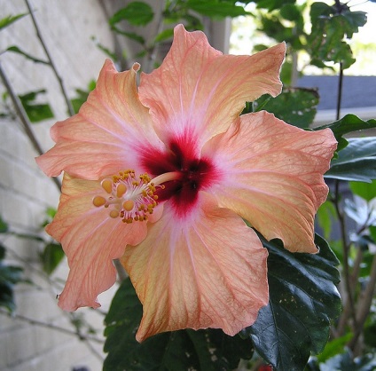 O floare frumoasă - hibiscus (hibiscus)