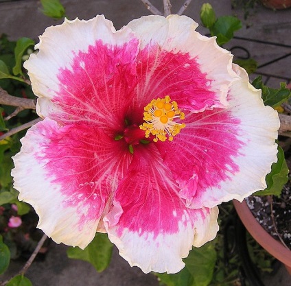 O floare frumoasă - hibiscus (hibiscus)