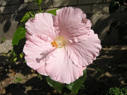 O floare frumoasă - hibiscus (hibiscus)