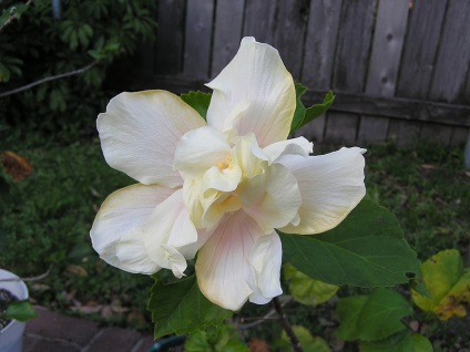 O floare frumoasă - hibiscus (hibiscus)