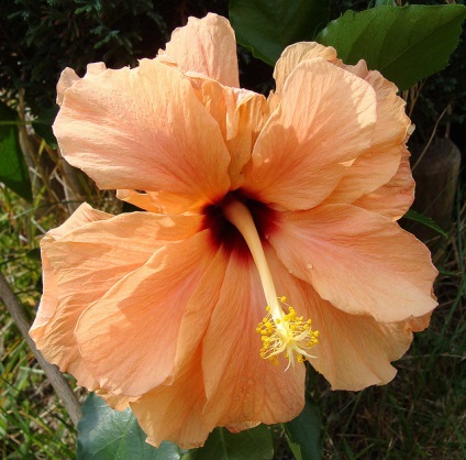 O floare frumoasă - hibiscus (hibiscus)