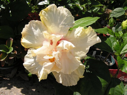 O floare frumoasă - hibiscus (hibiscus)