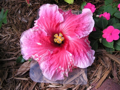 Egy gyönyörű virág - hibiszkusz (hibiszkusz)