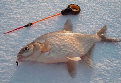 Csalik a horgászathoz a szélvédőn - minden a halak fogásáról