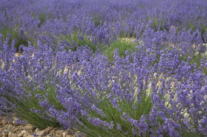 Provence virágzó levendula a valensol fennsíkon