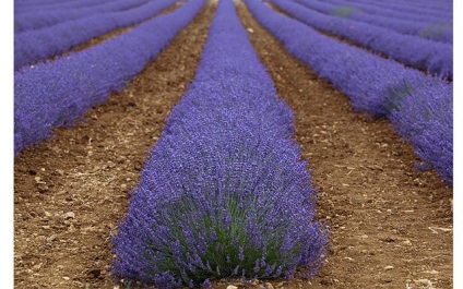 Provence înflorit lavanda pe platoul valensol
