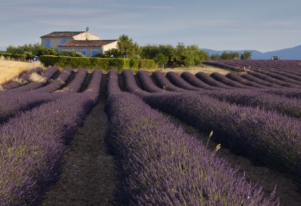 Provence înflorit lavanda pe platoul valensol