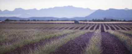 Provence înflorit lavanda pe platoul valensol