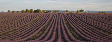 Provence înflorit lavanda pe platoul valensol