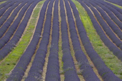 Provence înflorit lavanda pe platoul valensol