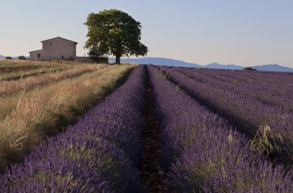 Provence înflorit lavanda pe platoul valensol