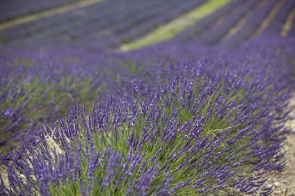 Provence înflorit lavanda pe platoul valensol