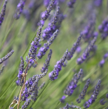 Provence înflorit lavanda pe platoul valensol