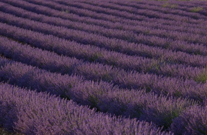 Provence înflorit lavanda pe platoul valensol